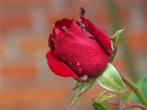 Rote Rose; Foto: Fred Häusler