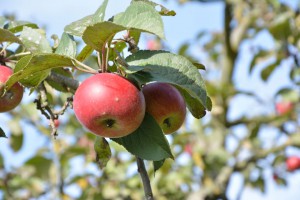 Äpfel; Foto:Fred Häusler