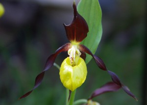 Frauenschuh; Foto:Fred Häusler