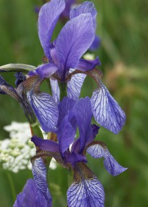 Iris; Foto:Fred Häusler