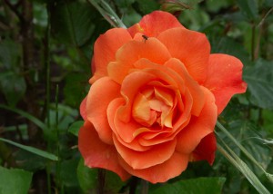 Orangene Rose; Foto:Fred Häusler