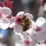 Biene auf Kirschblüte1; Foto: Fred Häusler