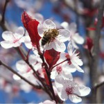 Biene auf Kirschblüte2; Foto: Fred Häusler