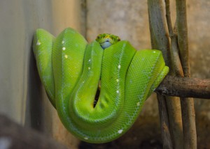 Grüne Baumpython; Foto: Fred Häusler