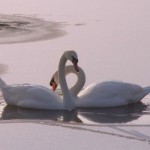 Foto Kunst: Zu den Tierfotos