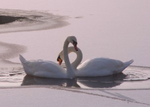 Schwäne; Foto: Fred Häusler