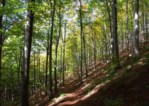 Wald bei Badenweiler; Foto:Fred Häusler