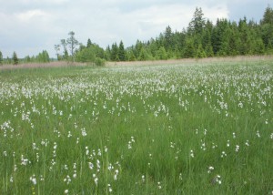 Wollgras am Staffelsee; Foto:Fred Häusler